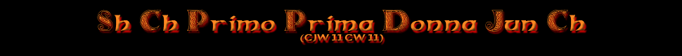 Rocco Banner