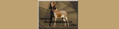 www.workingbracco.com